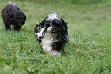TERRIER DU TIBET 294